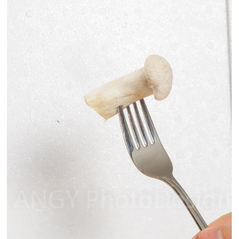 Mini Champ Home Growing Konings oester