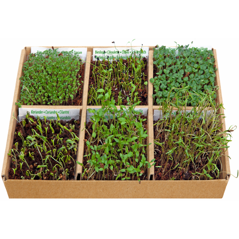 Buzzy® Starter kit Culinary Fleurs comestibles