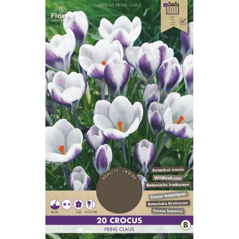 Crocus Botanisch Prins Claus 5/7 20st.