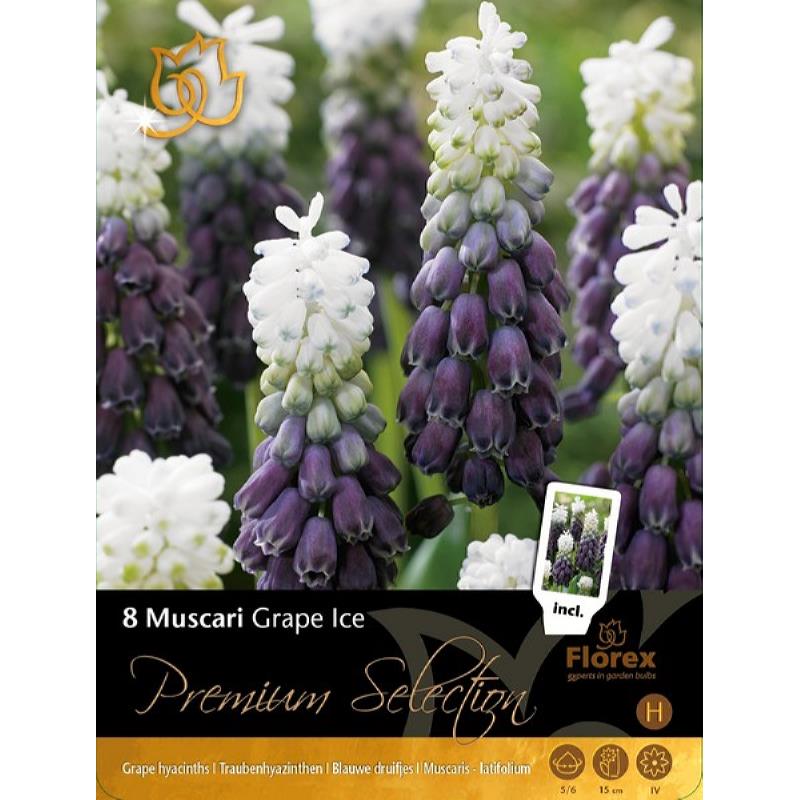 Unique Bulbs Muscari Grape Ice 8st.