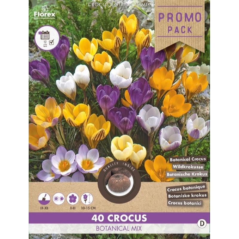 Grootverpakking Crocus Botanisch mix 5/+  40st.