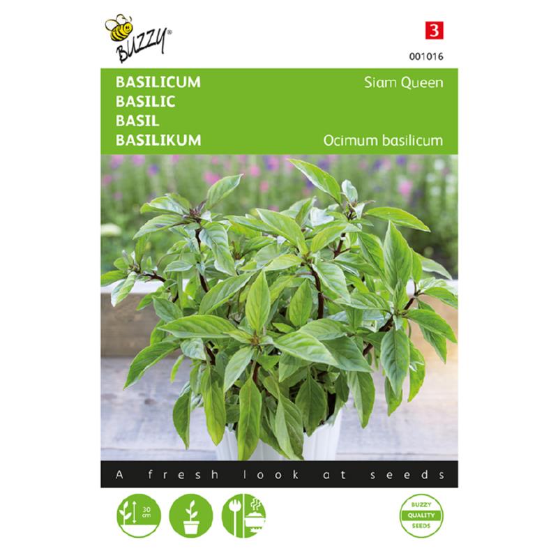 Buzzy® Basilicum Siam Queen