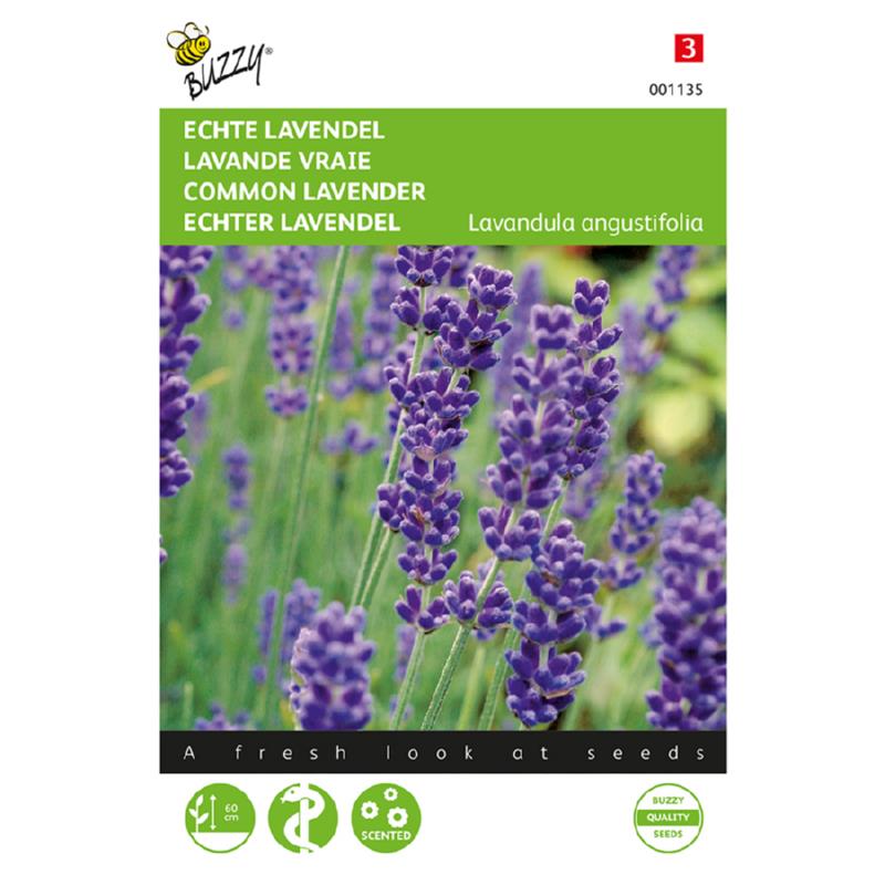 Buzzy® Lavande vraie - Lavandula officinalis