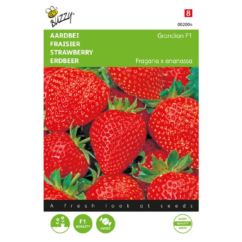 Buzzy® Aardbeien Grandian F1