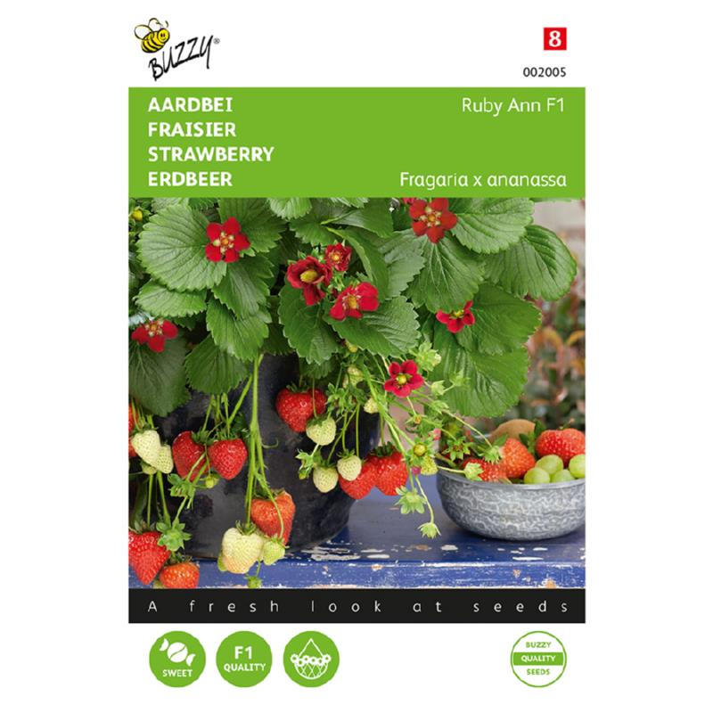 Buzzy® Fraisiers Ruby Ann F1