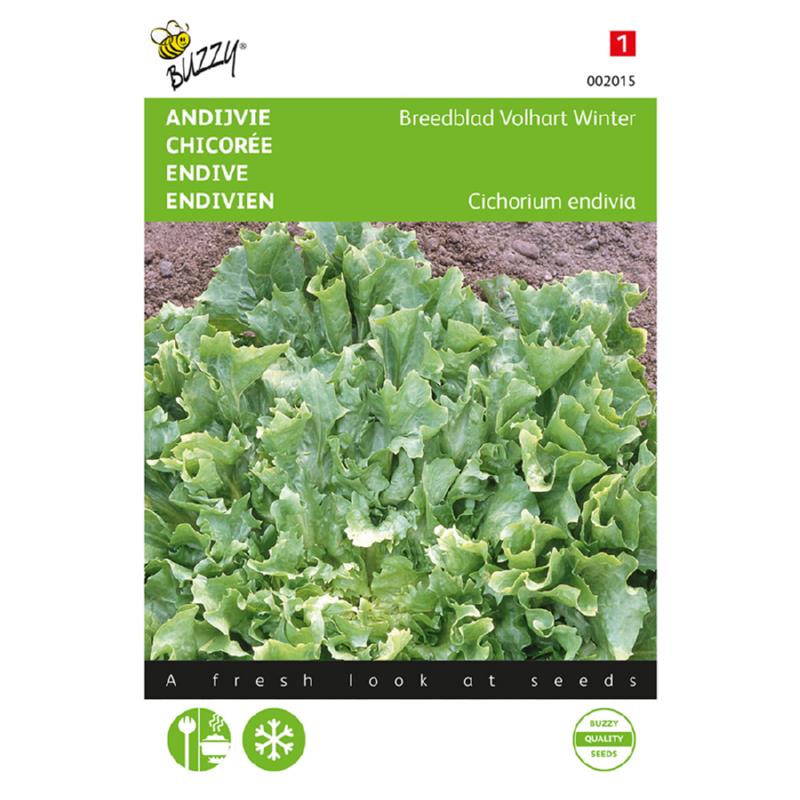 Buzzy® Andijvie Breedblad Volhart Winter