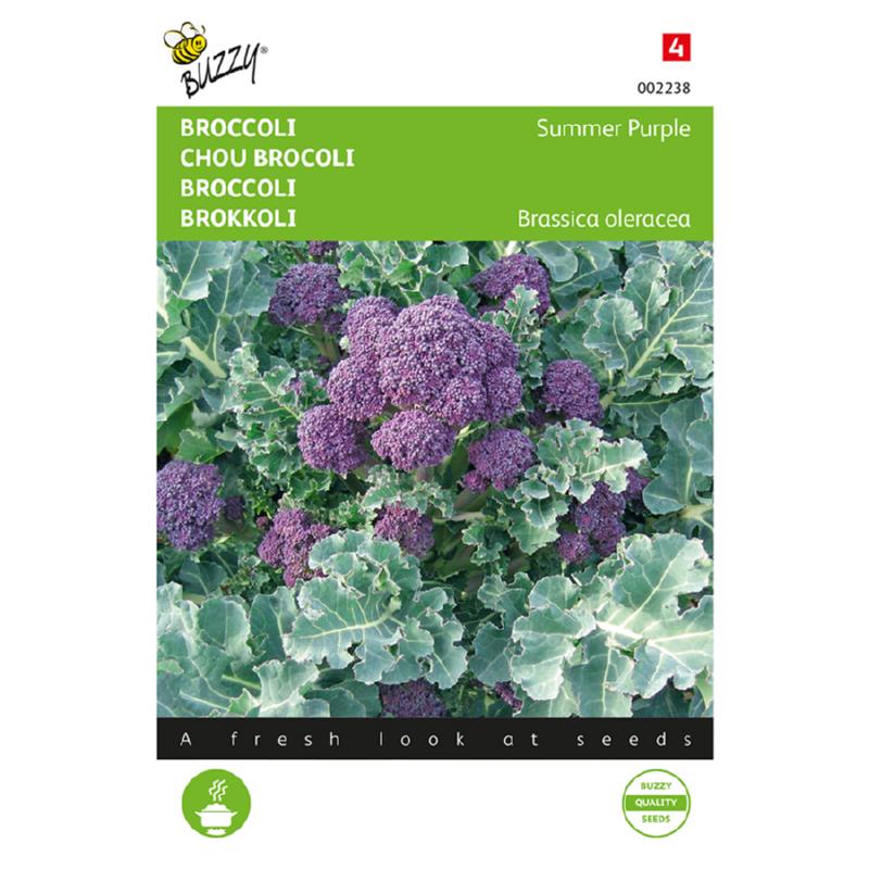 Buzzy® Broccoli Summer Purple