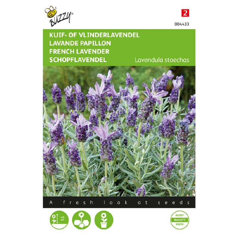 Buzzy® Lavandula, Kuif- of Vlinderlavendel