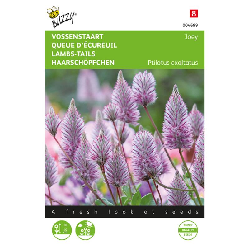 Buzzy® Ptilotus, Sierlijke Vossenstaart Joey