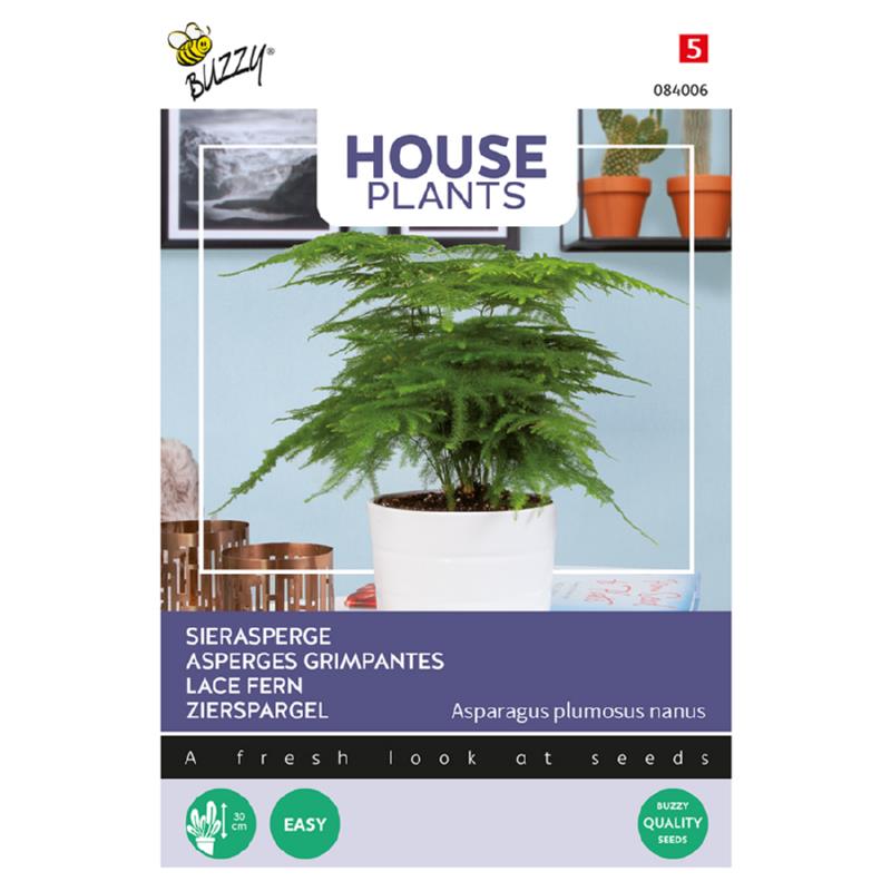Buzzy® House Plants Asparagus, Sierasperge