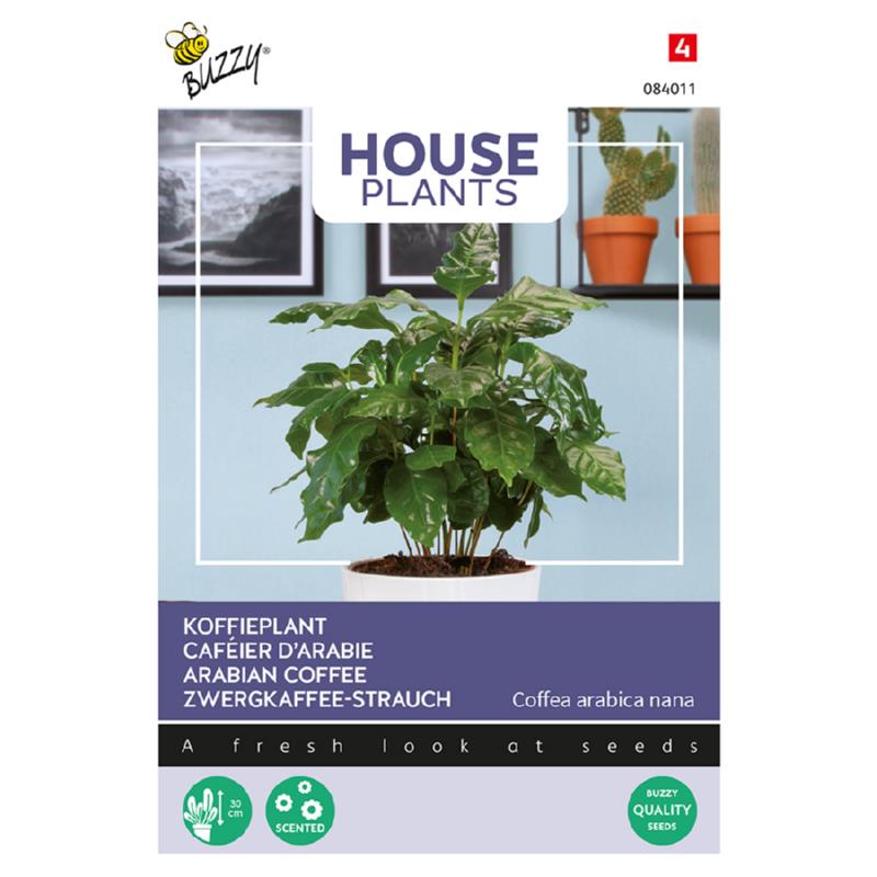 Buzzy® House Plants Coffea Arabica, Caféier d'Arabie