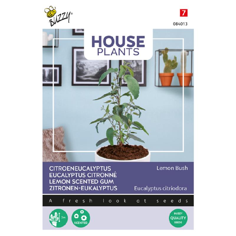 Buzzy® House Plants Eucalypthus, Lemon Bush