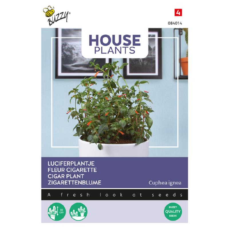 Buzzy® House Plants Cuphea, Luciferplantje