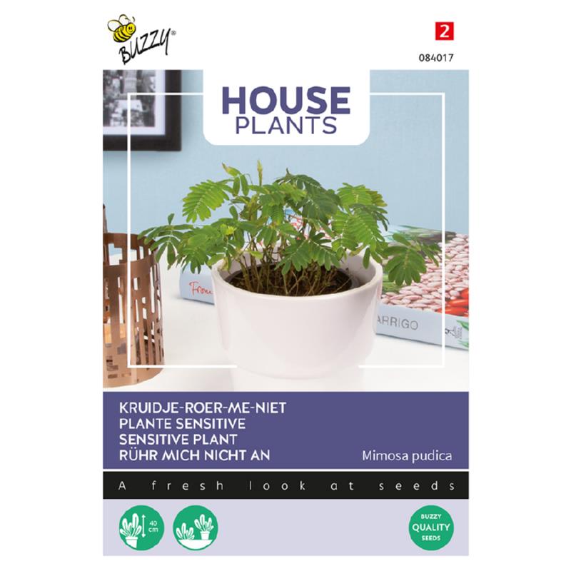 Buzzy® House Plants Mimosa pudica, Kruidje roer me niet