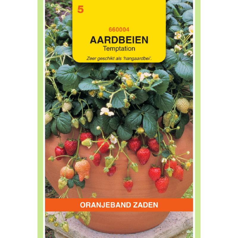 Oranjeband® Fraisier retombant Temptation