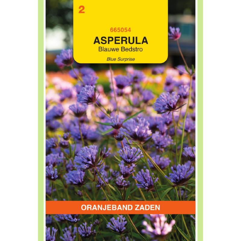 OBZ Asperula, Blauwe Bedstro Blue Surprise