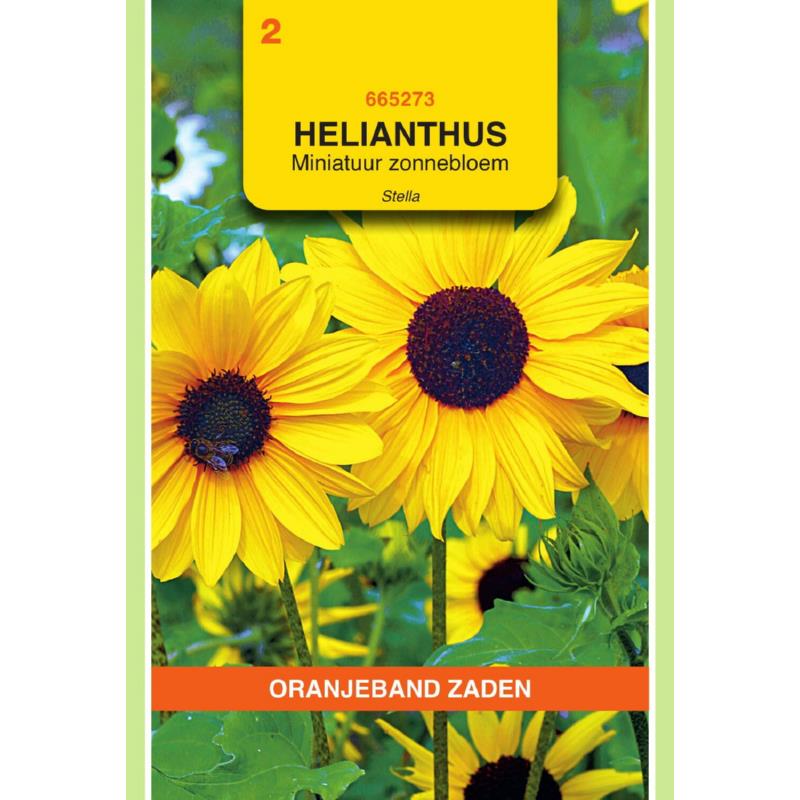 OBZ Helianthus, miniatuur Zonnebloem Stella