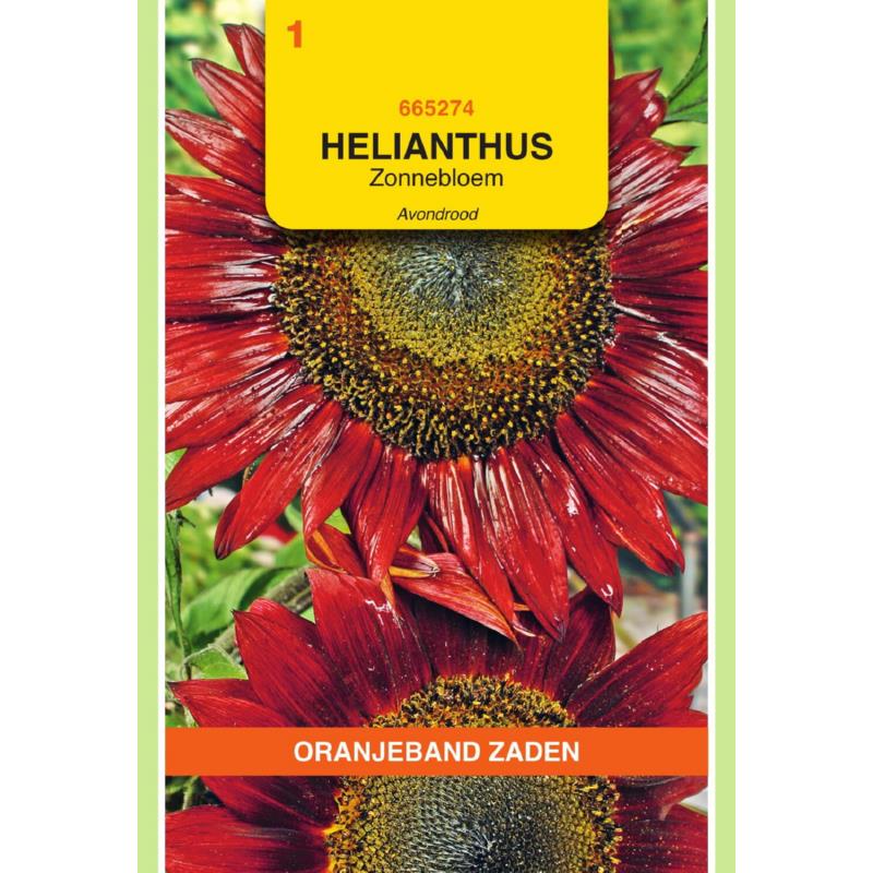 OBZ Helianthus, Zonnebloem Avondrood