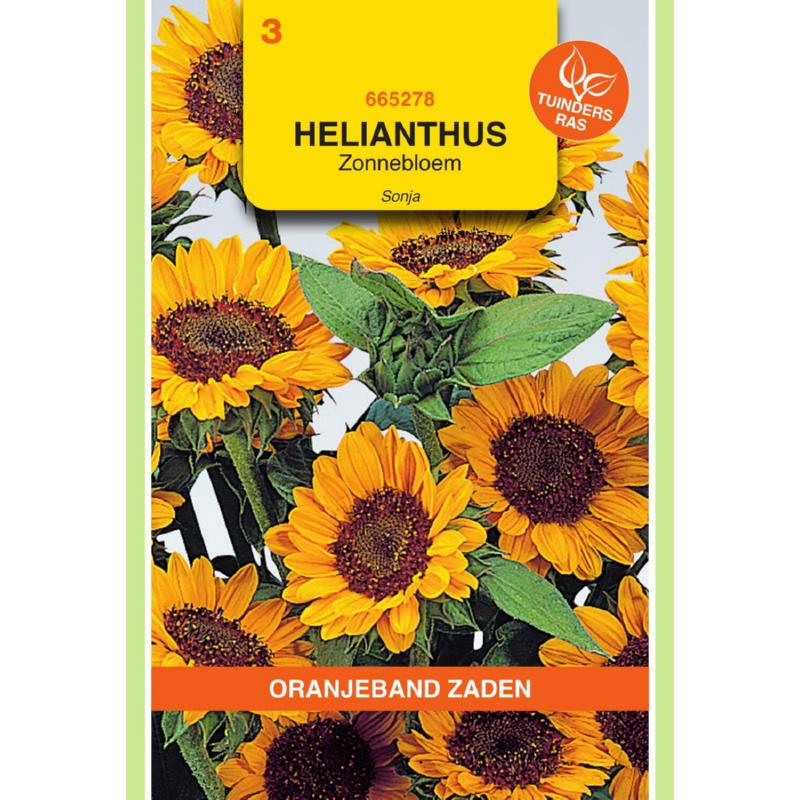 OBZ Helianthus, Zonnebloem Sonja
