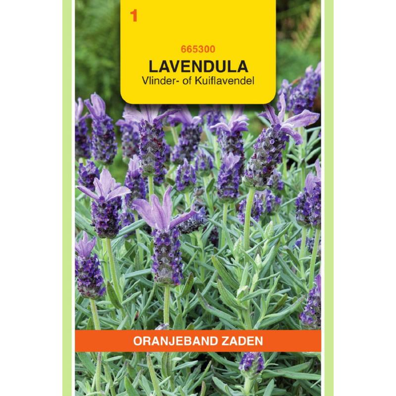 OBZ Lavendel, Vlinder- of Kuiflavendel