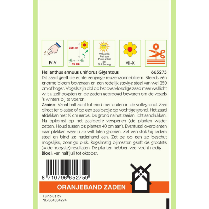 OBZ Helianthus, Zonnebloem Giganteus