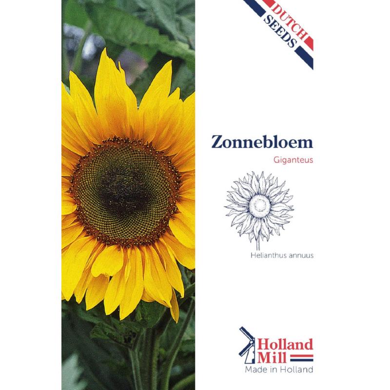 Holland Mill Helianthus giganteus