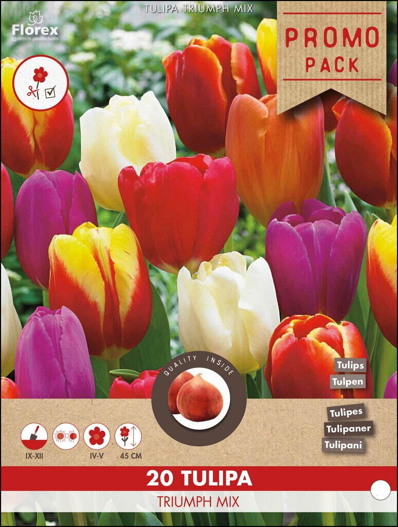 Grootverpakking Triumph tulpen mix 11/12 20st.